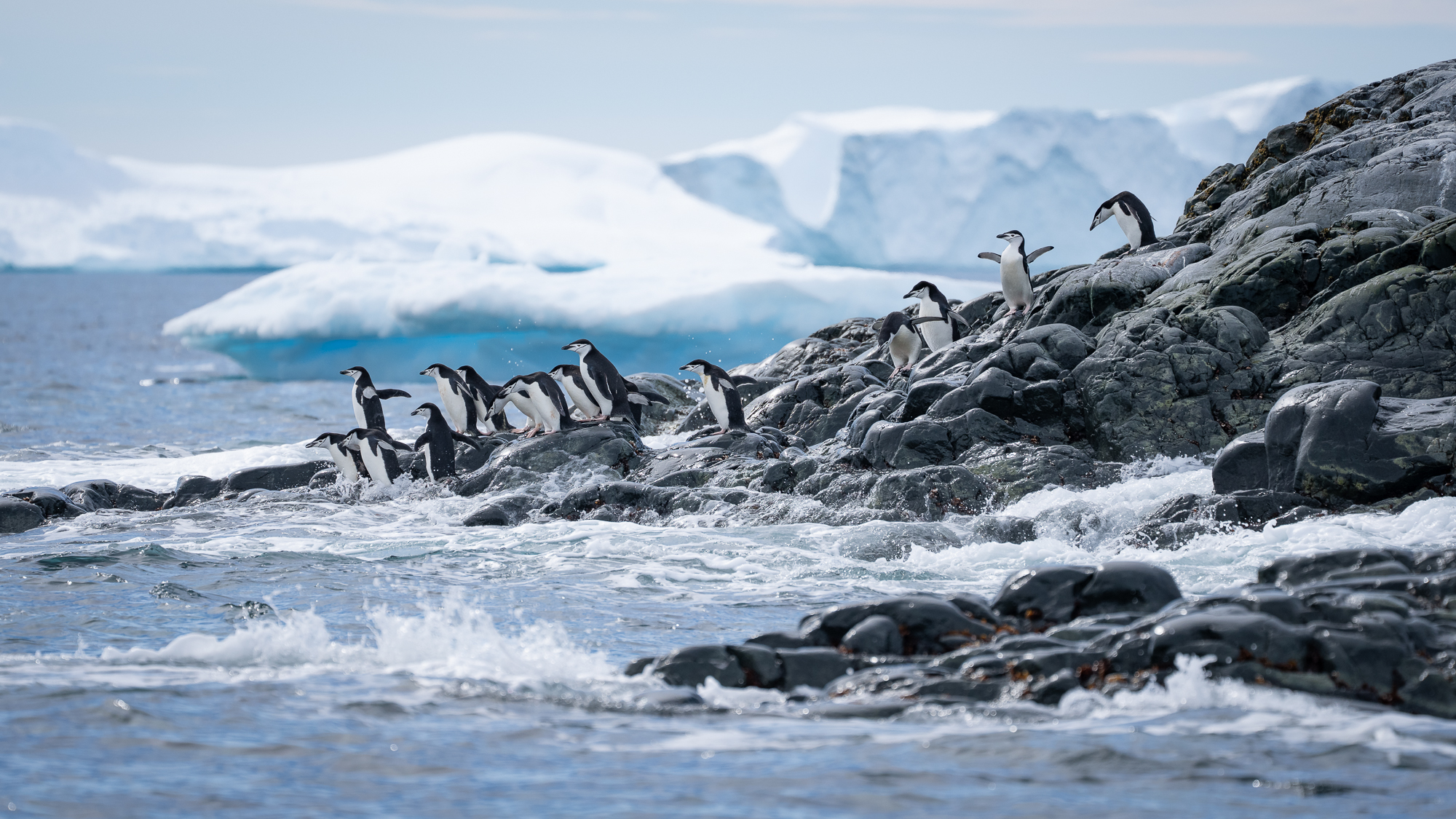 Antarctica Wildlife: Penguins, Whales & the Magic You Can’t Plan